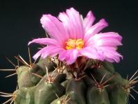 Thumbnail of 1393_Thelocactus bueckii_20120502(1).jpg